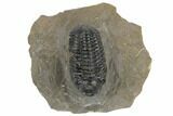 Detailed Reedops Trilobite - Atchana, Morocco #190275-1